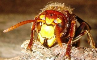 Curiosidades de la Naturaleza : Cuestiones de estrategia