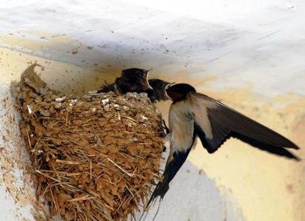 Las aves que entran por las que salen