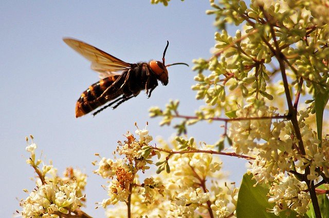 Curiosidades de la Naturaleza : Cuestiones de estrategia