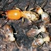 Curiosidades de la naturaleza: termitas kamikazes
