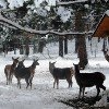 Las nevadas matan al 30% de los cervidos del Pirineo de Lleida