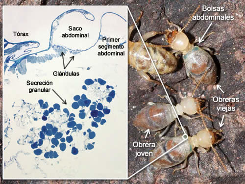 Curiosidades de la naturaleza: termitas kamikazes