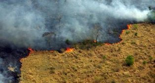 Con la ganadería se ahorra el 75% en prevenir incendios forestales