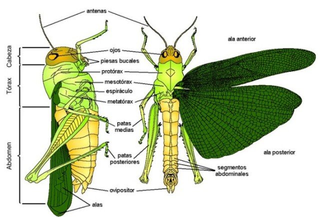 Curiosidades de la naturaleza: Ligeras pero resistentes