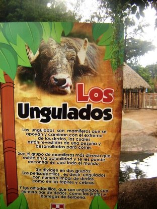 Requisitos más flexibles para importar especies en peligro