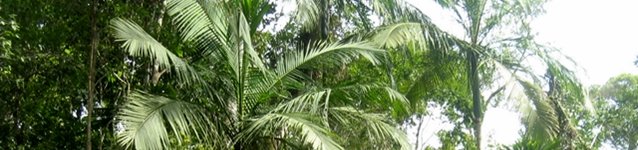 Curiosidades de la naturaleza : una dinámica rota