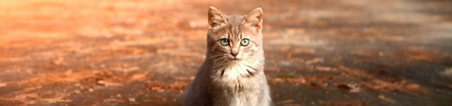Curiosidades de la naturaleza: gatos y alergia
