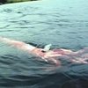 Hallado muerto un calamar gigante de 80 kg en Villaviciosa