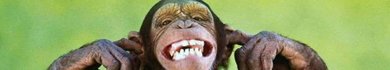 La personalidad de los chimpances