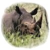 El CSIC prueba los drones para estudiar el rinoceronte africano