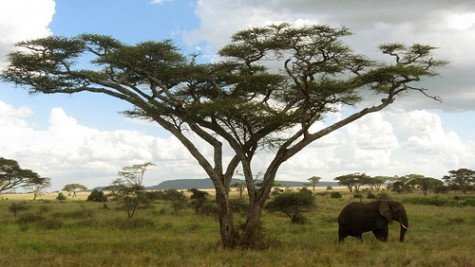 Curiosidades de la Naturaleza : unos pequeños grandes defensores