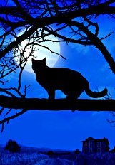 Nuevo objetivo de exterminio : el gato invasor asilvestrado