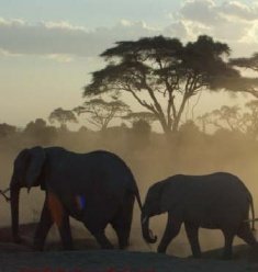 Curiosidades de la Naturaleza : unos pequeños grandes defensores