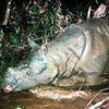 La caza furtiva se cobra una nueva subespecie