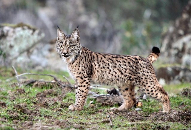 2 Detenidos por el “asesinato” del lince de Aználcazar