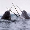 Curiosidades de la Naturaleza : un diente muy especial