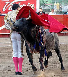 Curiosidades de la Naturaleza: Un escarabajo torero de Anfibios