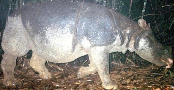 La caza furtiva se cobra una nueva subespecie