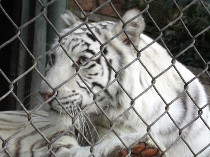 Los zoos también deben contribuir a la conservación in situ