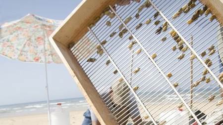 #SOSCoquinas, no las captures