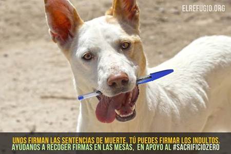 Necesitamos 50.000 firmas para salvar a las mascotas madrileñas abandonadas