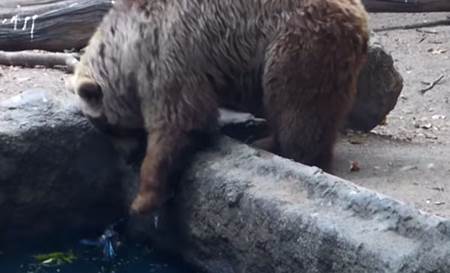 Un oso salva a un cuervo