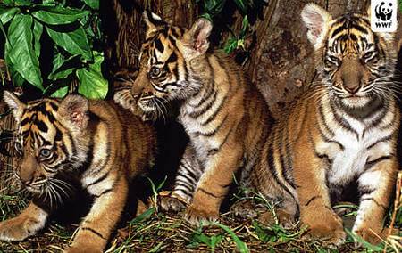 WWF alerta de la extinción silenciosa del tigre