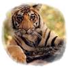 WWF alerta de la extinción silenciosa del tigre