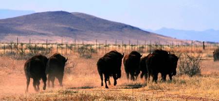 Ecologistas en Acción consideran inconstitucional la Ley de Vías Pecuarias