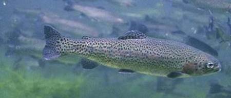 Liberan 240.000 truchas autóctonas en los rios de Aragón