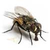 Curiosidades de la naturaleza: malditas moscas