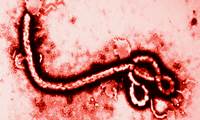 ¿Cómo se transmite el ébola?