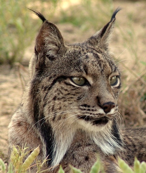 Hay que proteger al lince