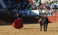 La tauromaquia seguirá un año más en la PAC