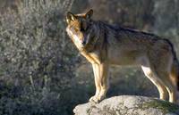 El censo del lobo a examen