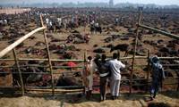 El Gadhimai es una barbarie