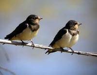 ¿A dónde van las oscuras golondrinas?