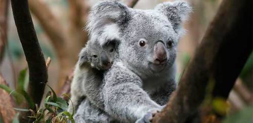 El Cabo Otway superpoblado de koalas