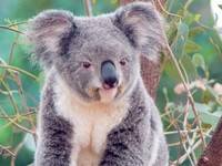 El Cabo Otway superpoblado de koalas