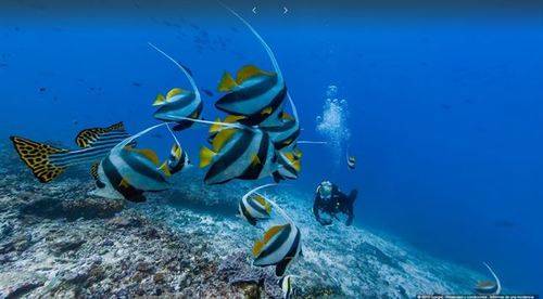 Una de cada veinte especies marinas vive en nuestros mares
