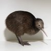 Curiosidades de la Naturaleza : El Kiwi marrón