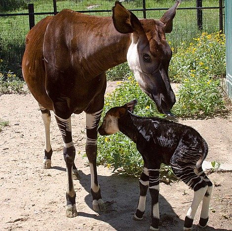 El Okapi, entre la jirafa y la cebra