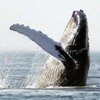 Especies en peligro: La ballena yubarta