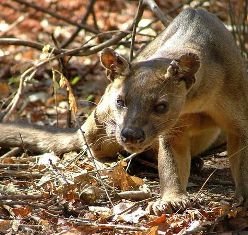 Curiosidades de la naturaleza : El fossa