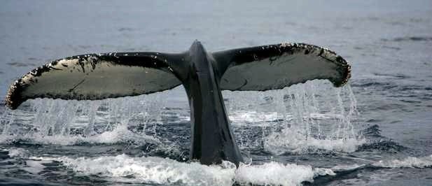 Especies en peligro: La ballena yubarta