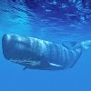 El 86% de los pequeños cetáceos amenazados por las capturas accidentales