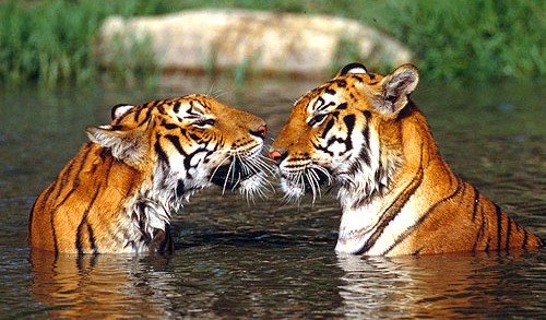 Los soligas podrán cazar y recolectar, pese a la existencia de la reserva de tigres