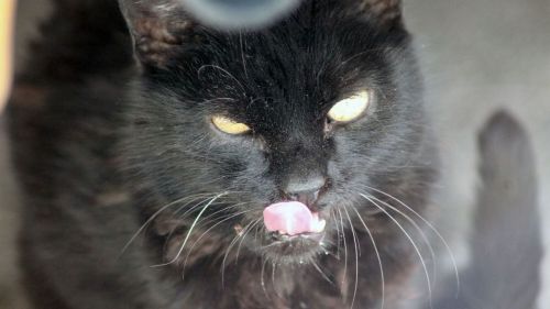 Un gato callejero acusado de "intento de asesinato" en Japón
