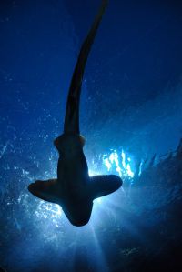 Curiosidades de la naturaleza: tiburones especiales
