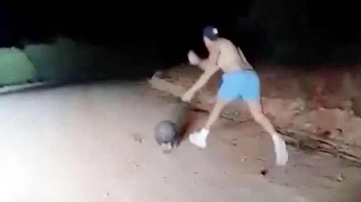 Mata a pedradas a un wombat y lo sube a las redes sociales